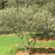olivier tunisie