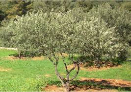 olivier tunisie
