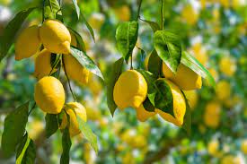فوائد الليمون | الفوائد الصحية لليمون | الفلفل رقم 5